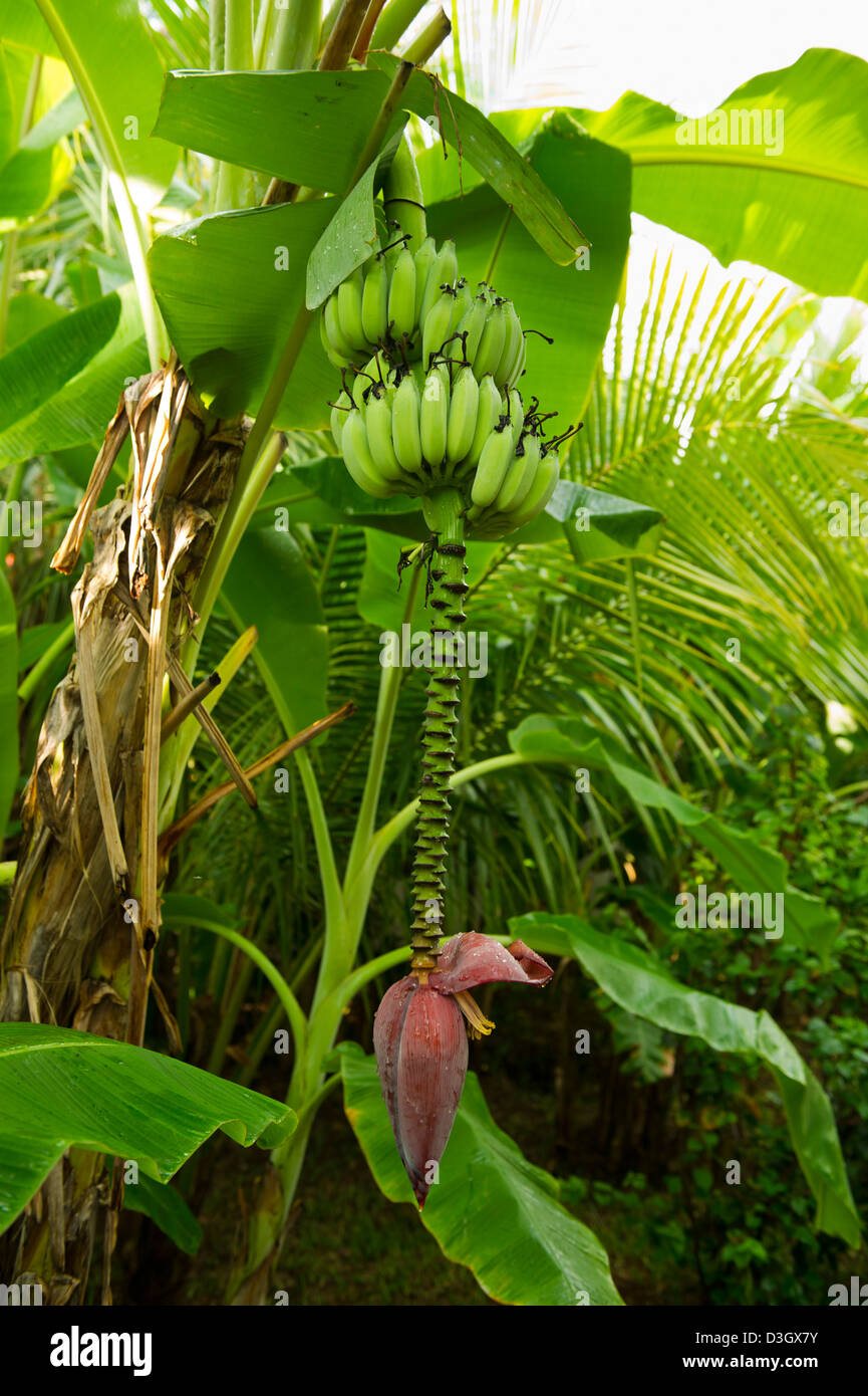 Banana plant, Kenya Stock Photo