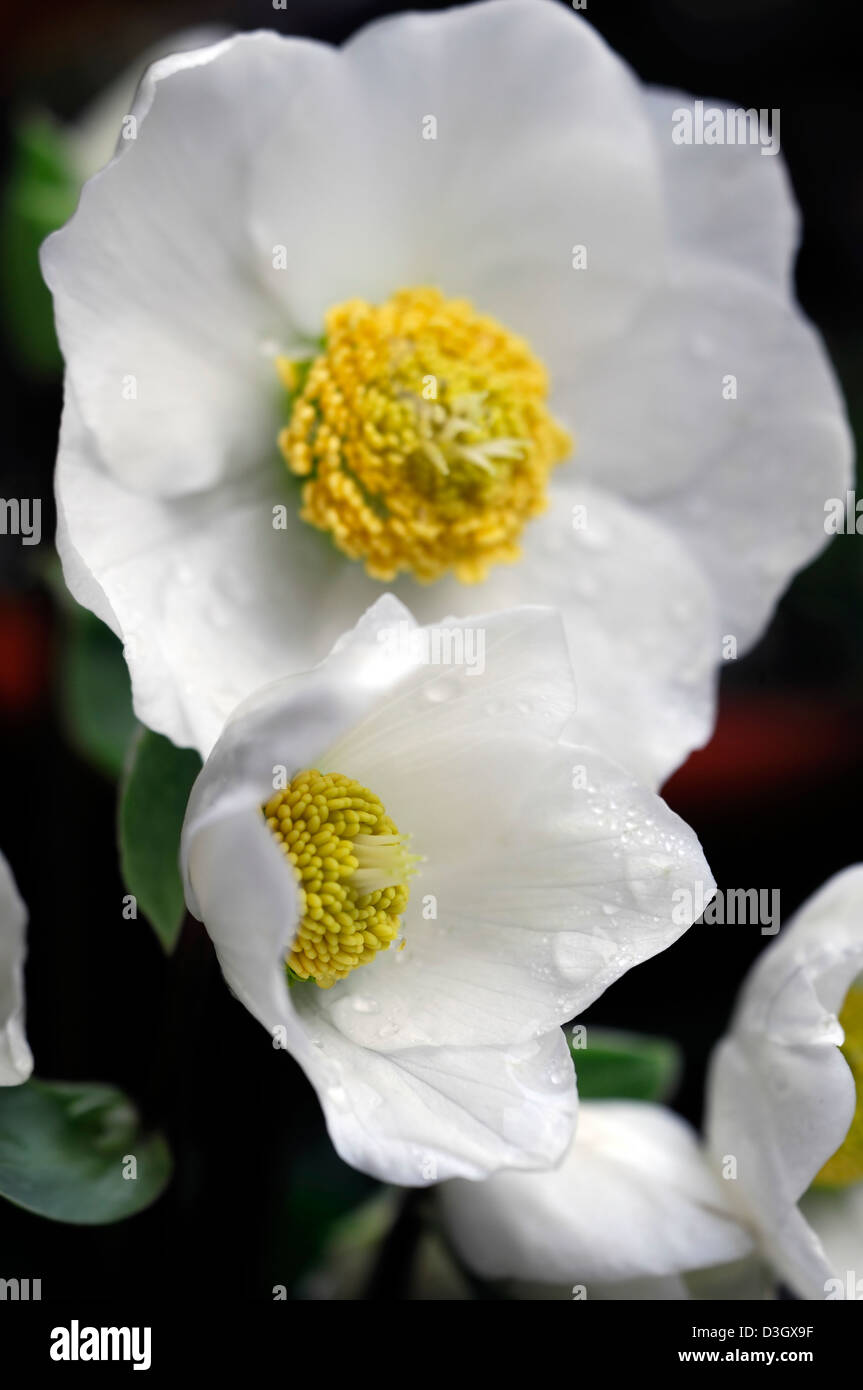 Helleborus christmas carol