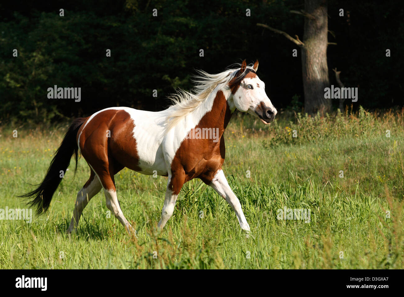 Male Paint horse trotting on meadow, Lower Saxony, Germany Stock Photo
