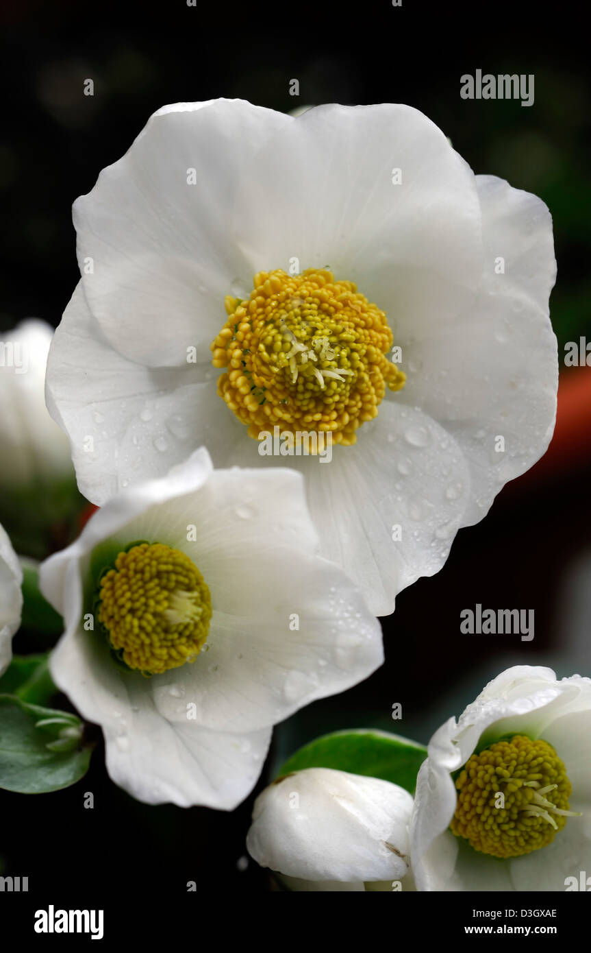 Helleborus Niger Christmas Carol Hellebores Christmas Rose Winter Stock Photo Alamy