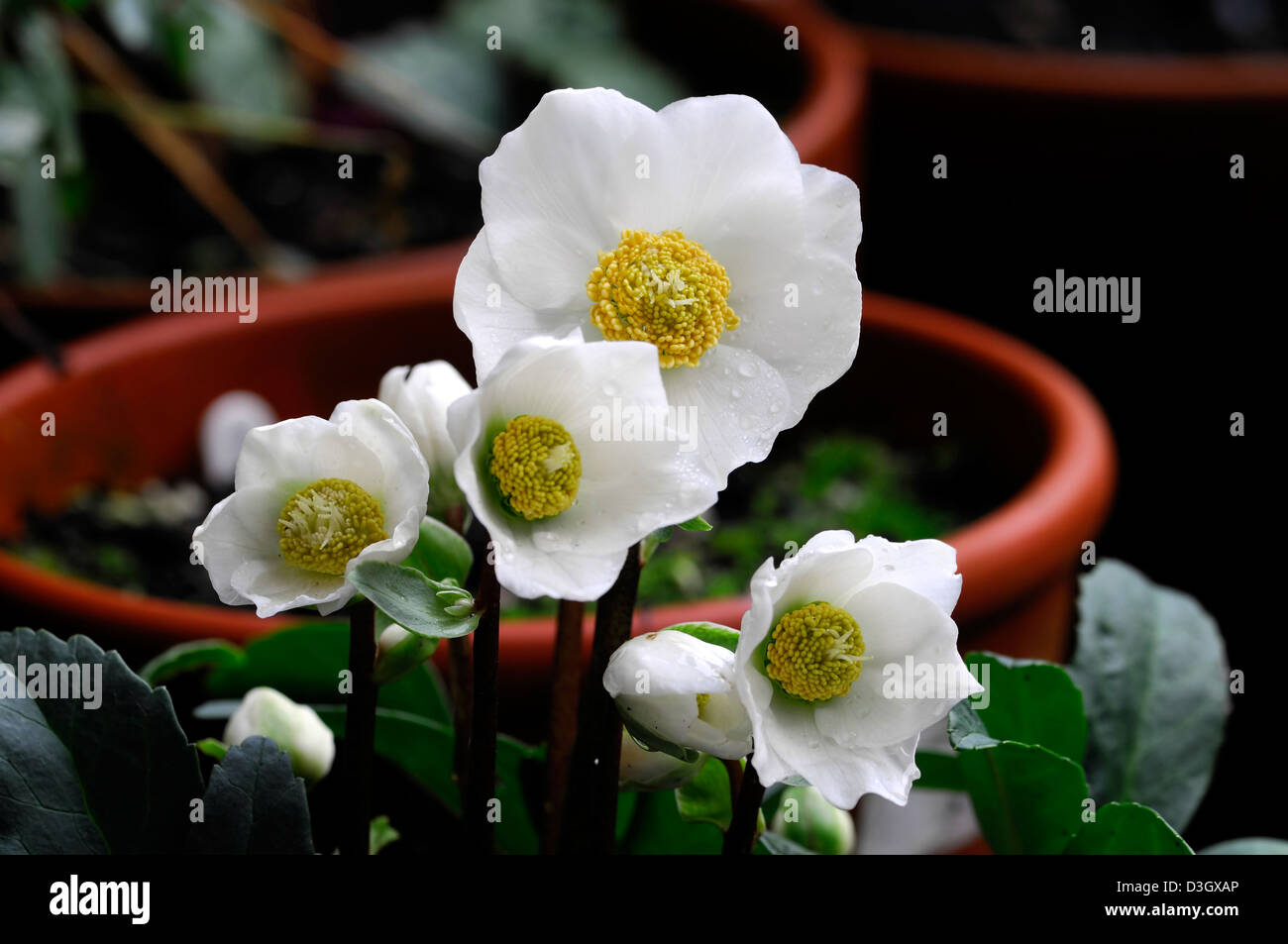Helleborus christmas carol