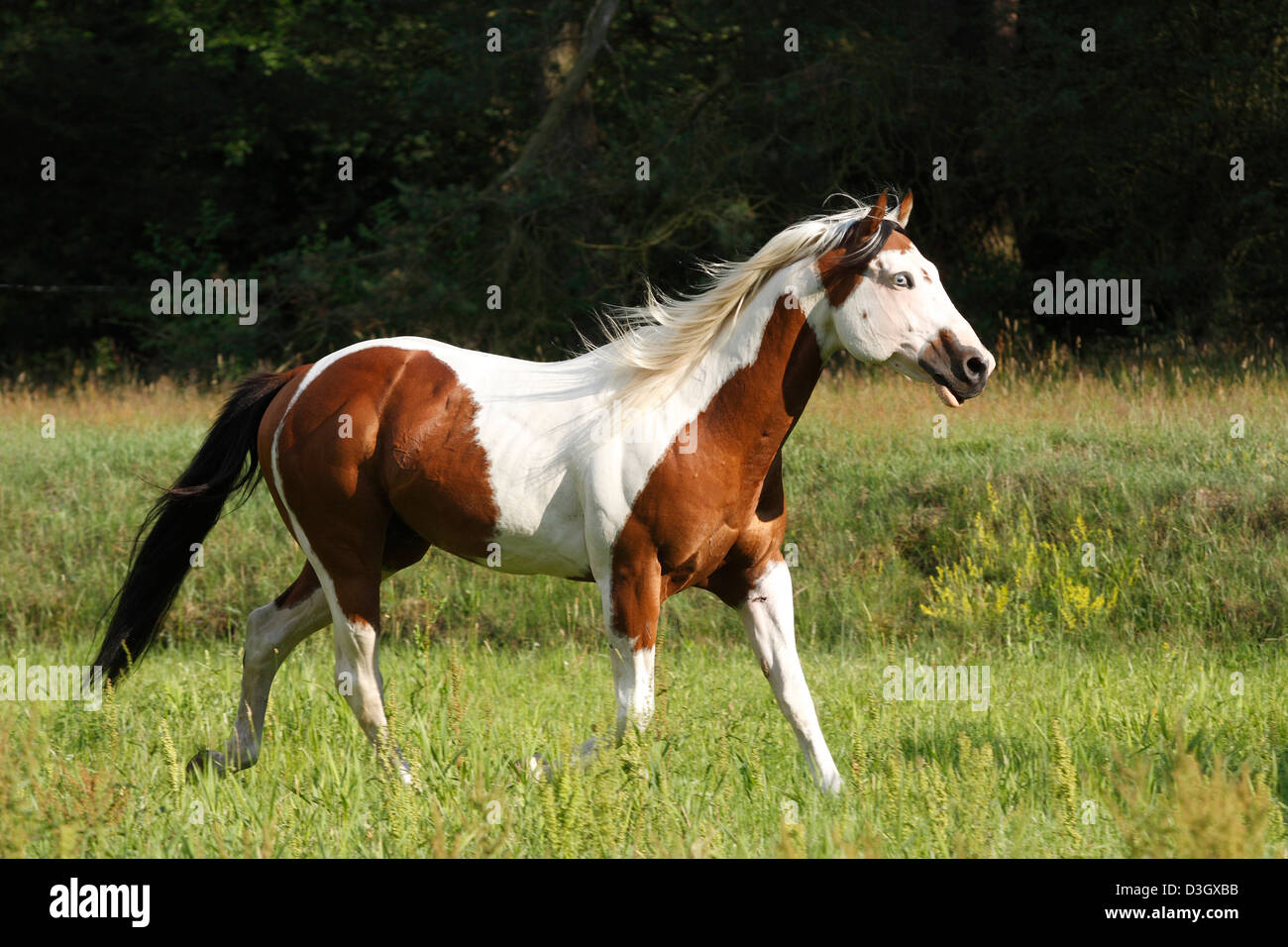 Paint horse stallion hires stock photography and images Alamy