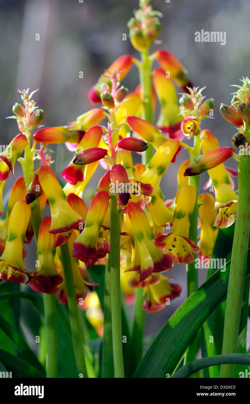 lachenalia aloides cape cowslip flowers flowering blooms colours colors yellow red houseplants indoors inside tender Stock Photo