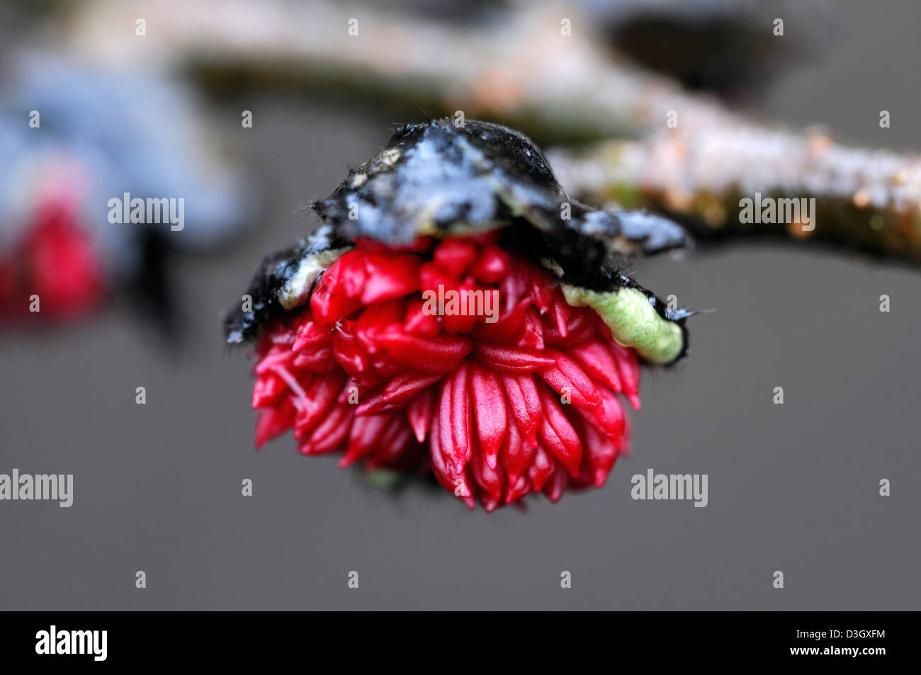 Parrotia Persica Persian Ironwood Early Spring Flowering Flowers Small parrotia-persica-persian-ironwood-early-spring-flowering-flowers-small