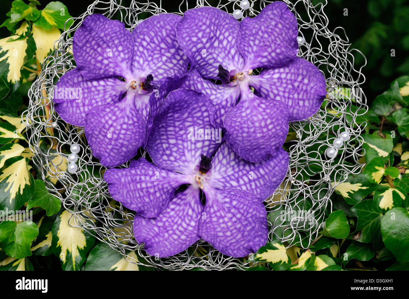vanda rothschildiana orchid flowers blooms purple white petals flowers orchids exotic tropical bridal bouquet attractive flower Stock Photo