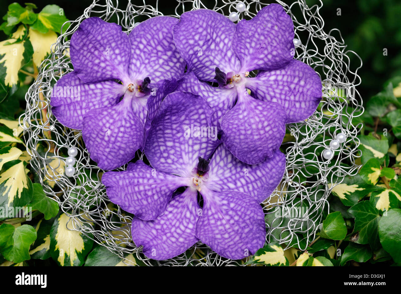 vanda rothschildiana orchid flowers blooms purple white petals flowers orchids exotic tropical bridal bride bouquet attractive Stock Photo