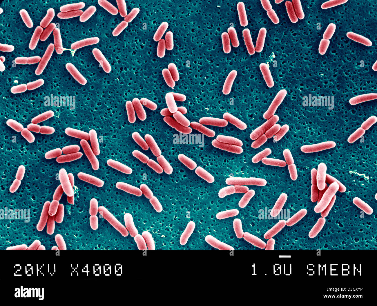 Escherichia coli micrograph hi-res stock photography and images - Alamy