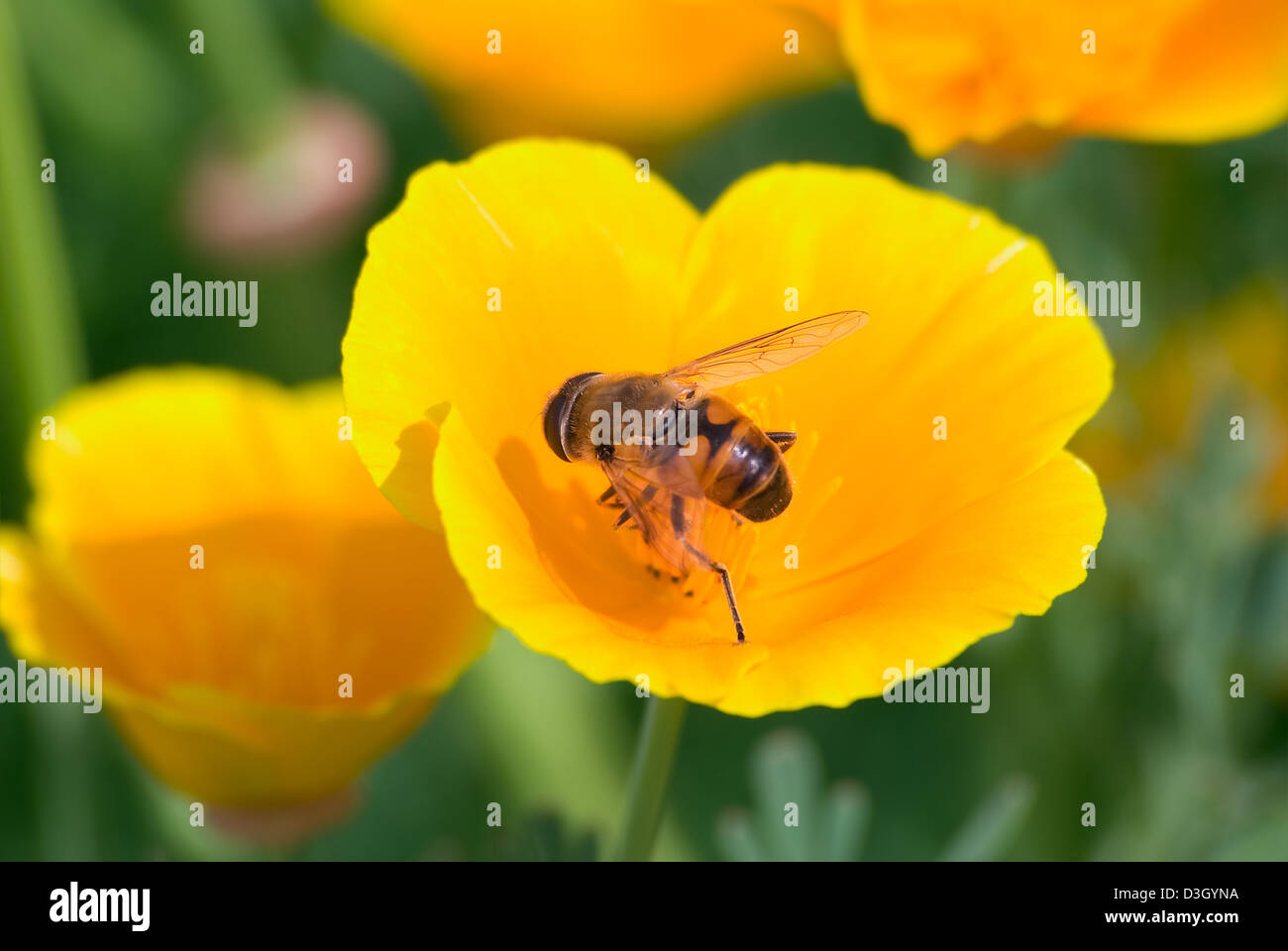 The bee collects nectar on a yellow flower Stock Photo
