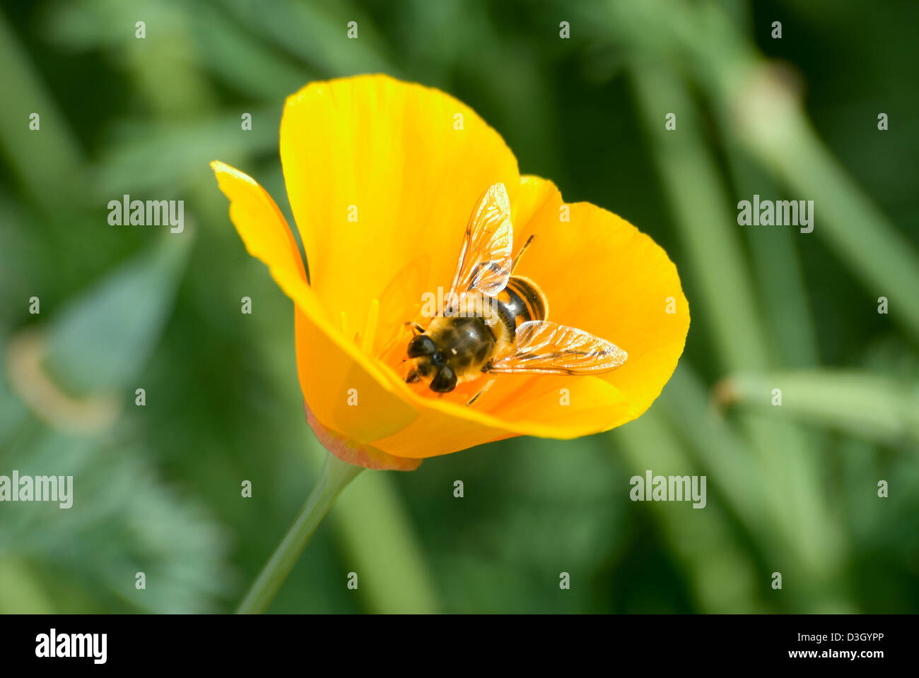 The bee collects nectar on a yellow flower Stock Photo