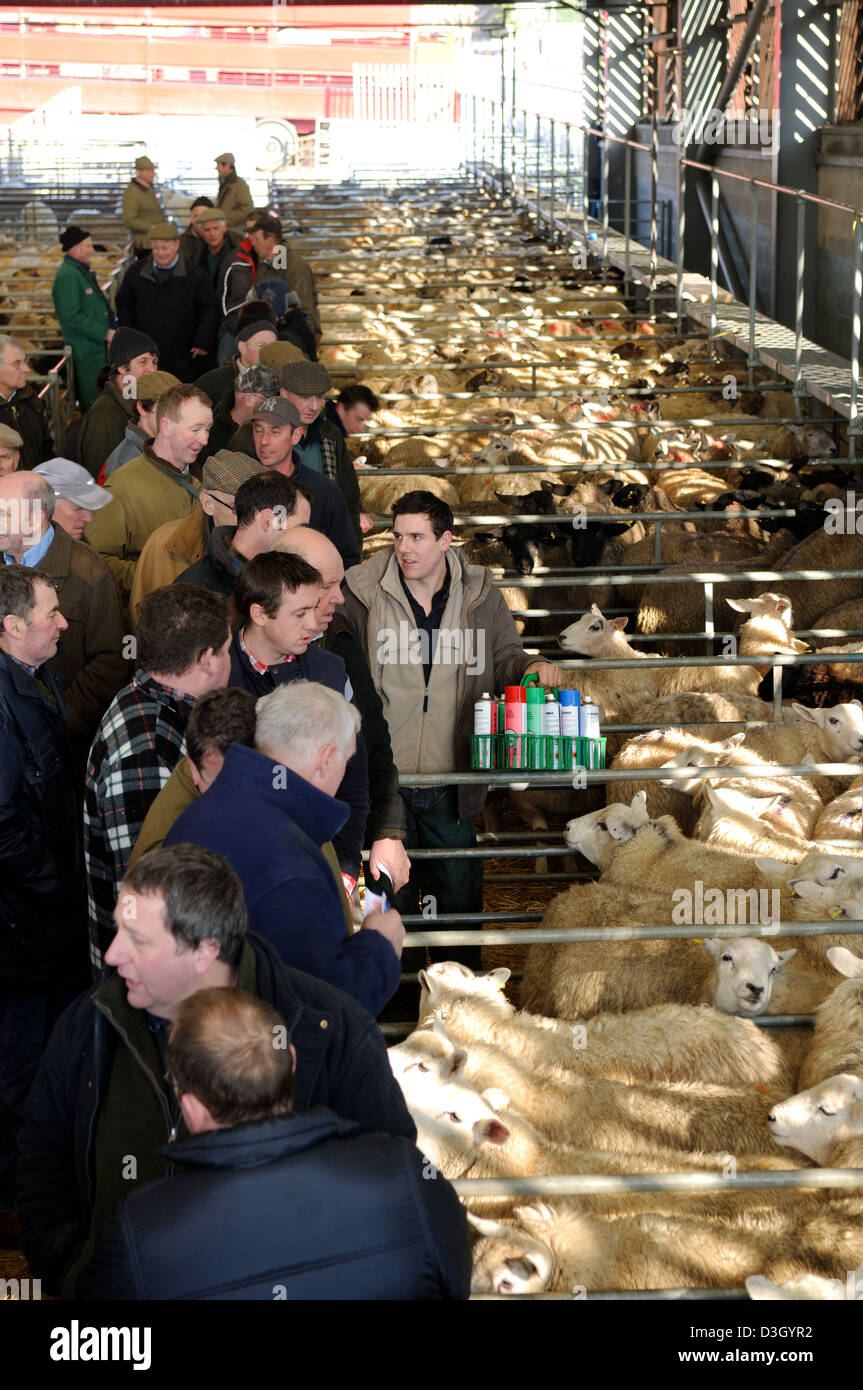 Melton mowbray livestock market hires stock photography and images Alamy