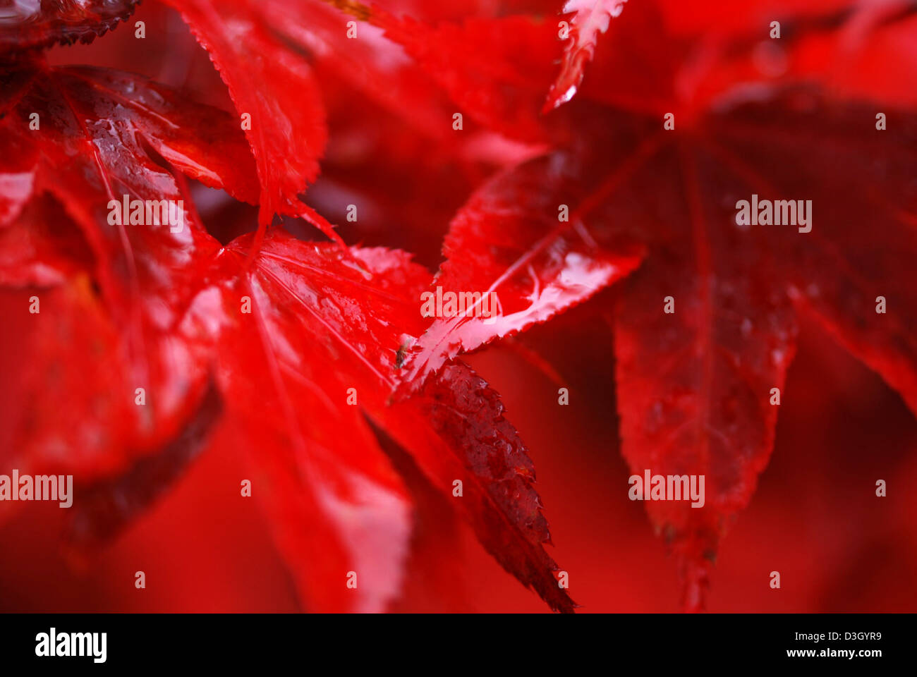 Close up of a 'Blood God' Tree (Red Tree Stock Photo - Alamy
