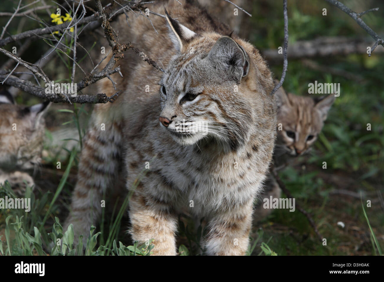 BOBCAT KITTEN Stock Photo Alamy