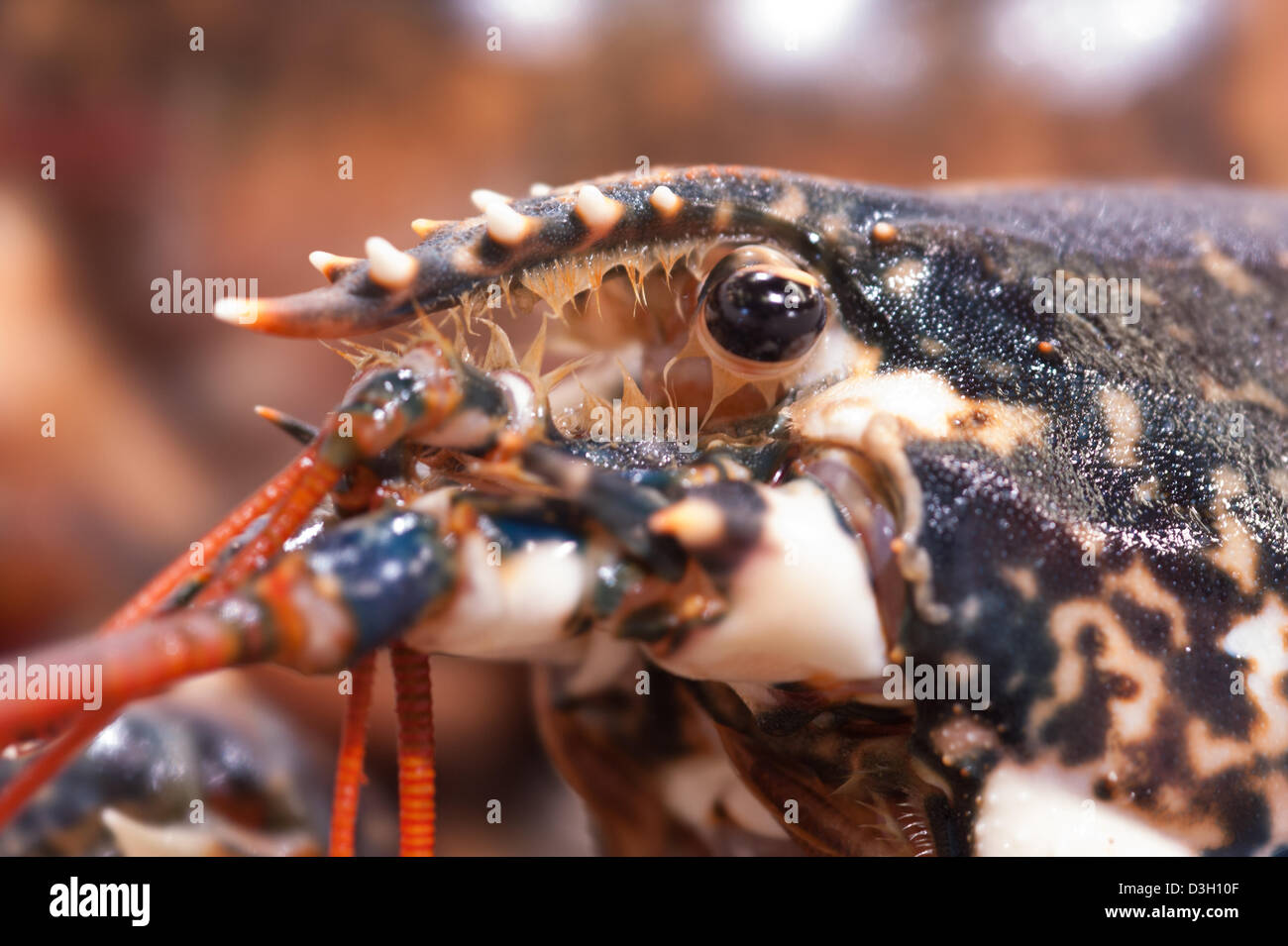Lobster for sale hires stock photography and images Alamy
