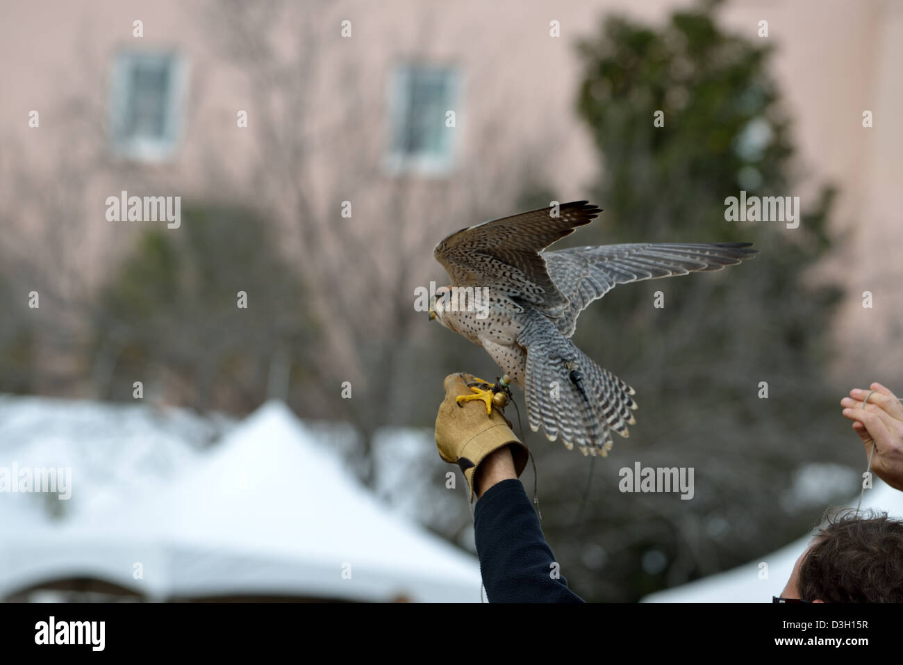 Falcon poised for lift off from trainer's gloved hand Stock Photo