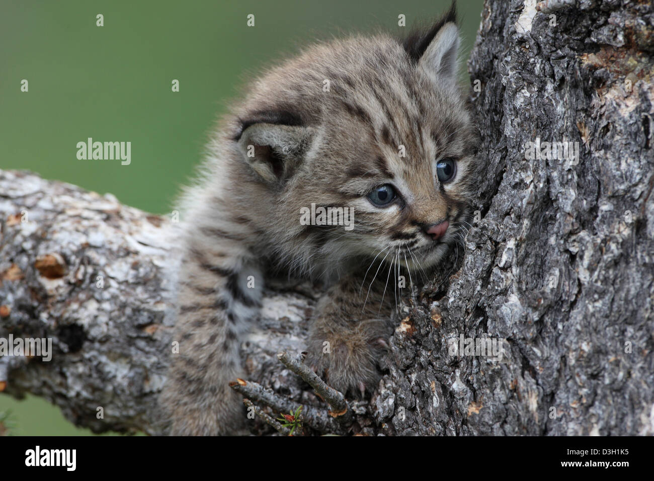 BOBCAT KITTEN Stock Photo Alamy