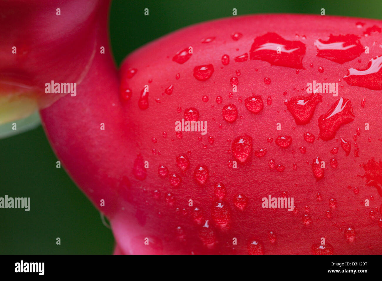 red tropical flower pico de lorro Stock Photo