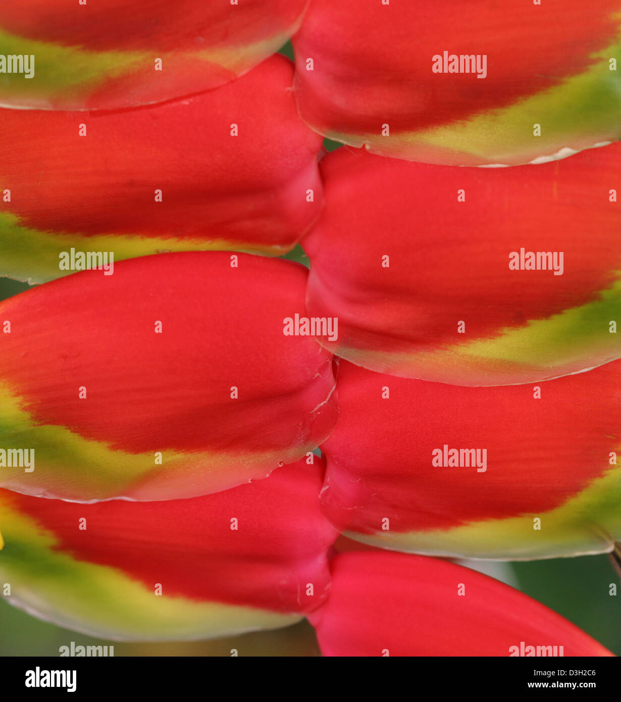 red tropical flower pico de lorro Stock Photo