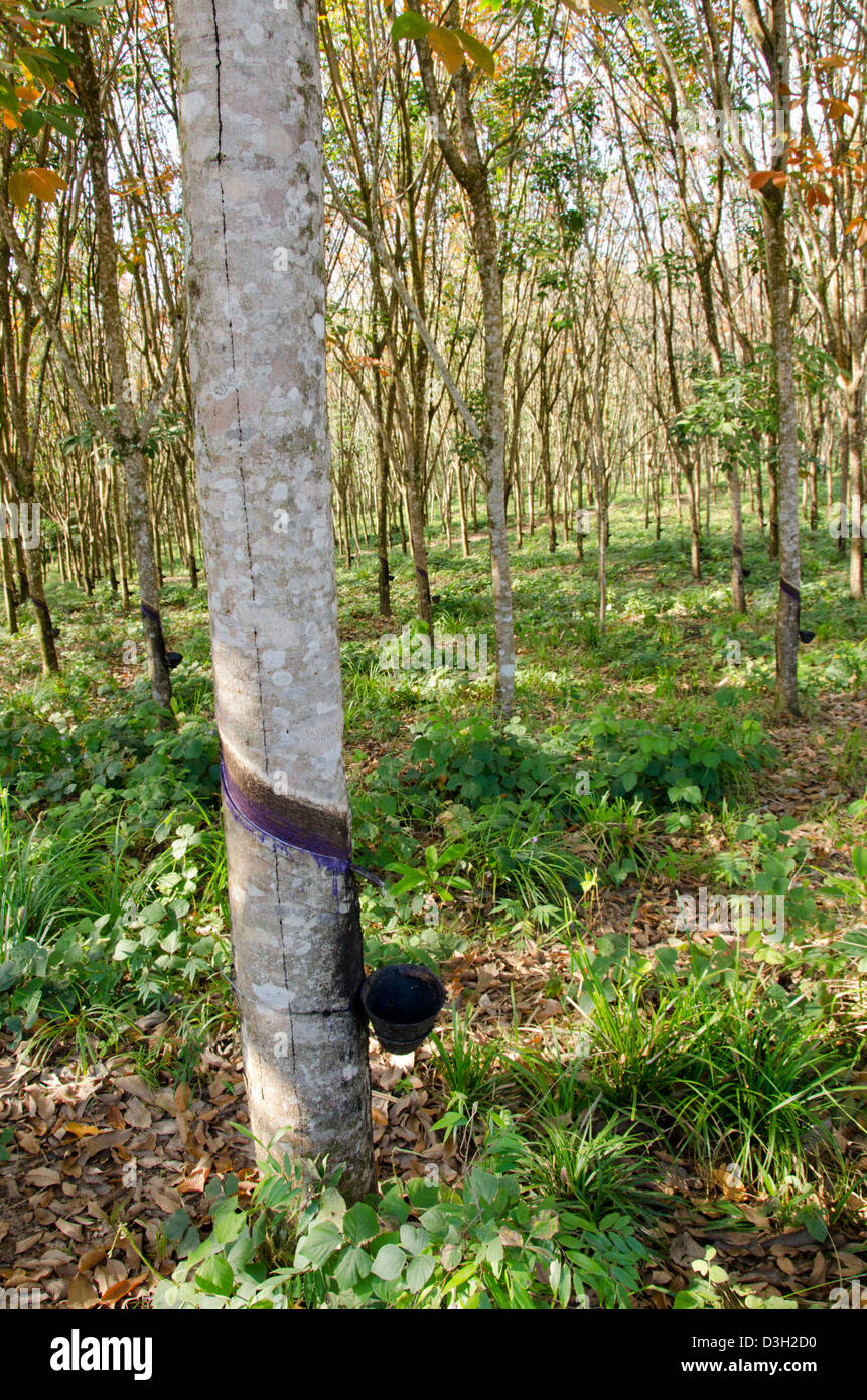 Guatemala, Rio Dulce, Hacienda Tijax Jungle Lodge. Rubber plantation
