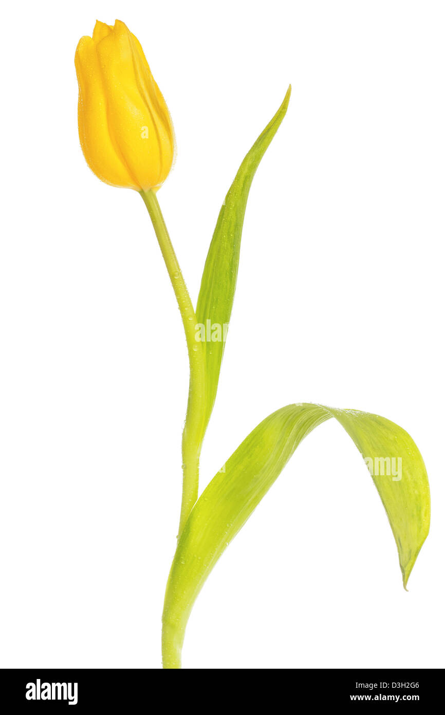 Beautiful yellow tulip, isolated on white background Stock Photo - Alamy