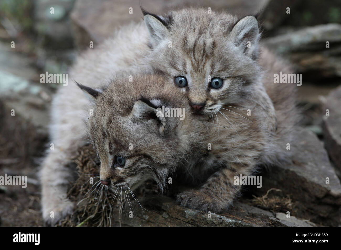 Bobcat kitten Stock Photo Alamy