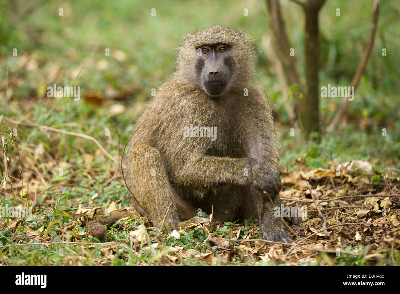 Olive baboon ( Papio cynocephalus anubis), Nairobi National Park, Nairobi, Kenya Stock Photo
