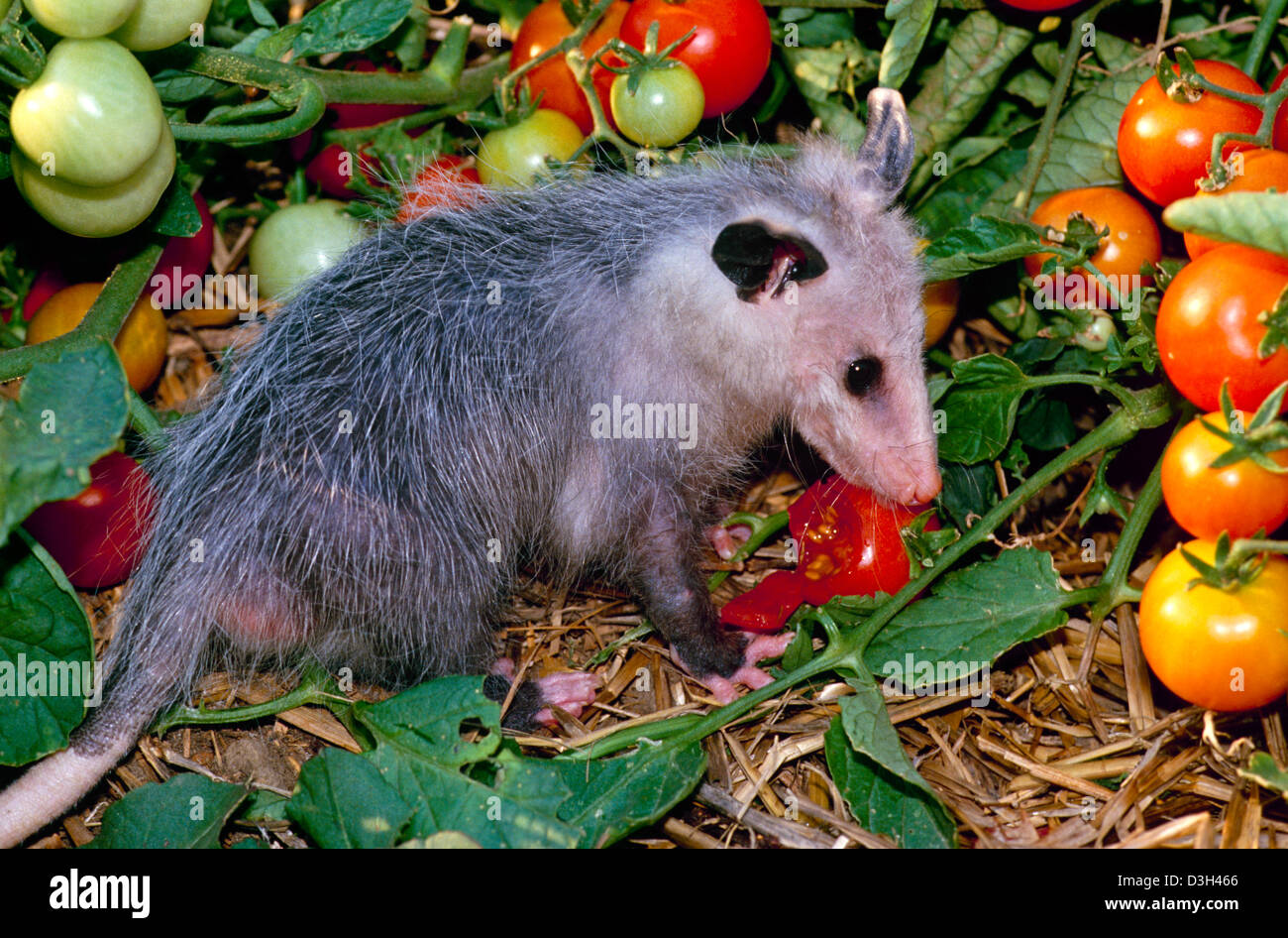 Young opossum (Didelphis marsupialis) caught eating in tomato garden