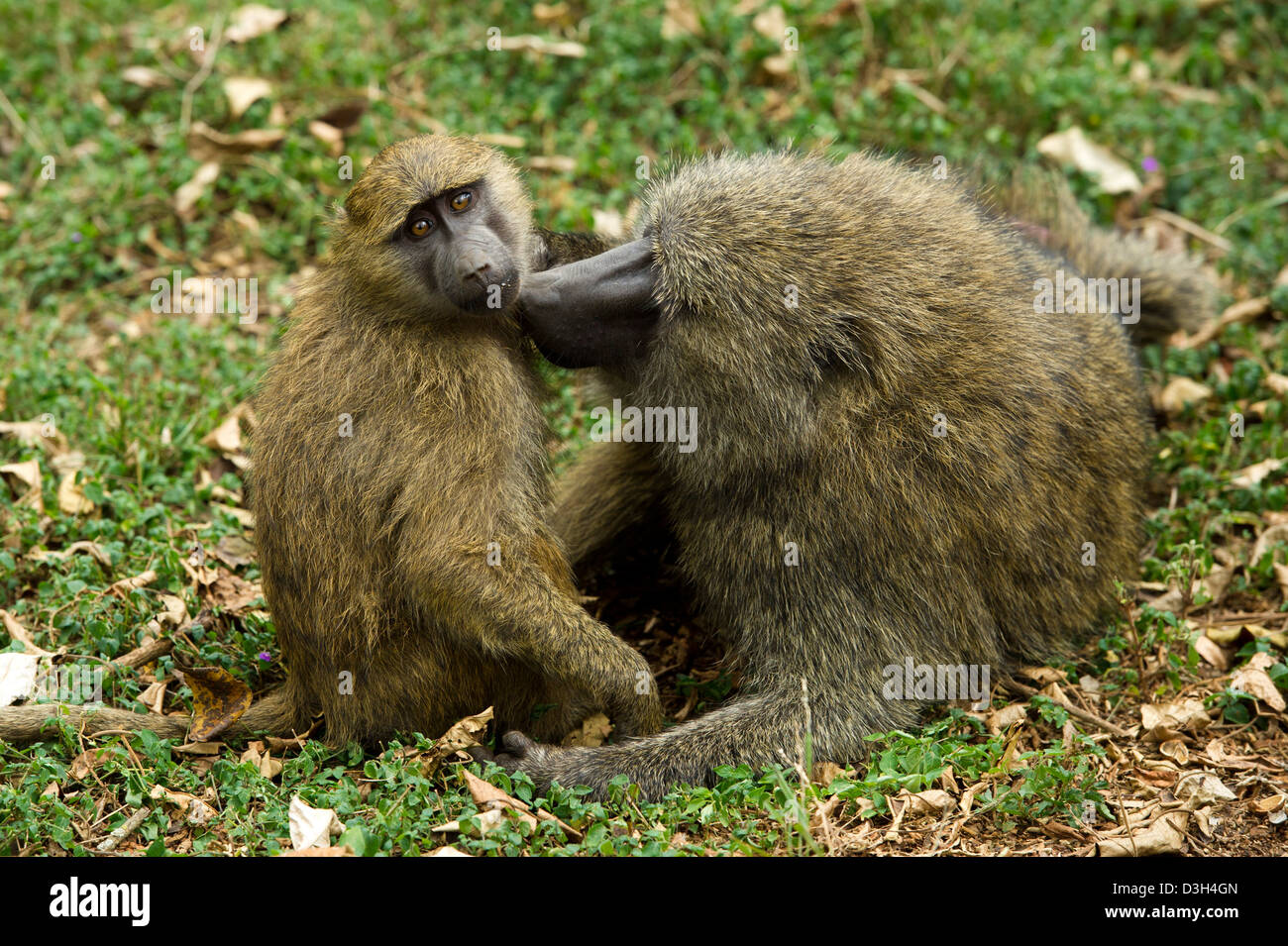 Olive baboons grooming ( Papio cynocephalus anubis), Nairobi National Park, Nairobi, Kenya Stock Photo