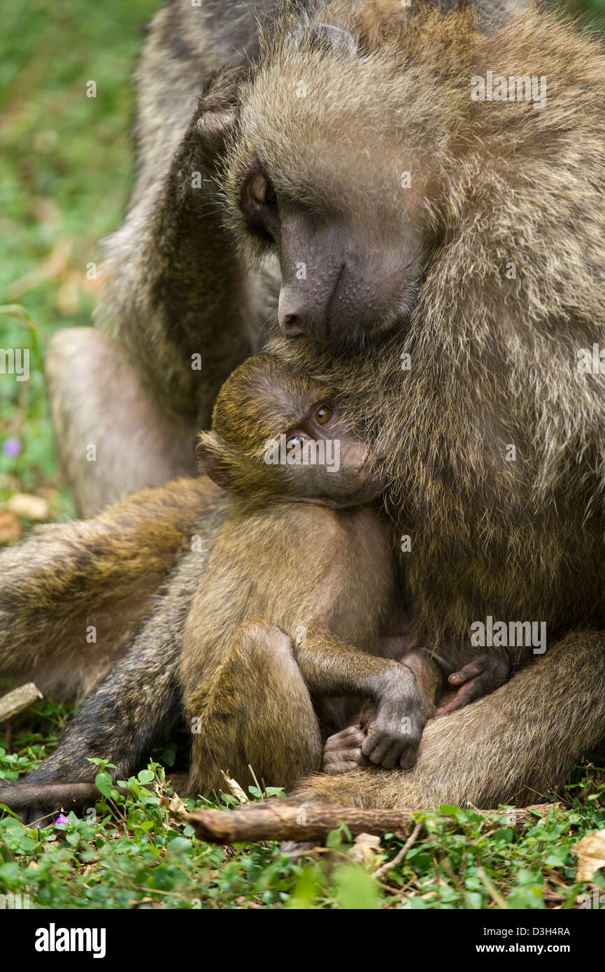 Olive baboons with baby ( Papio cynocephalus anubis), Nairobi National Park, Nairobi, Kenya Stock Photo