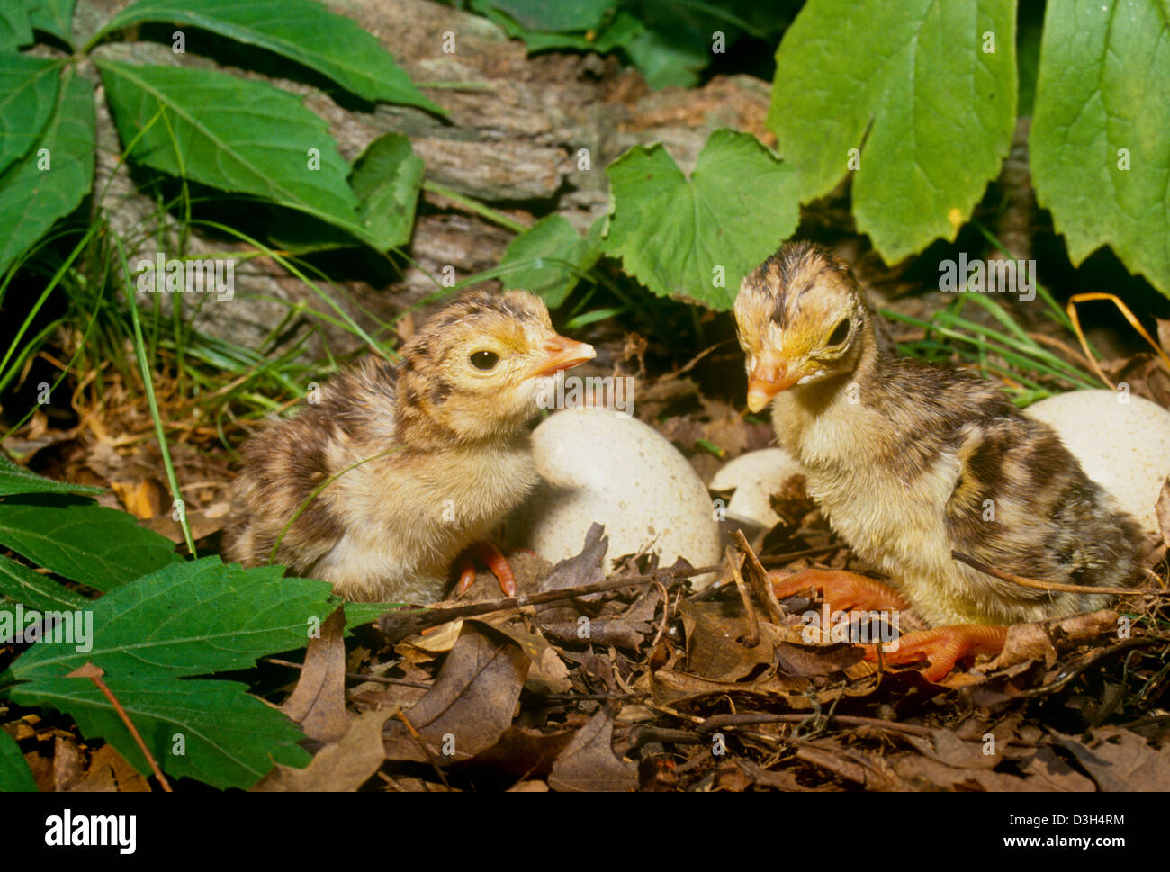 Two newly hatched wild baby turkeys (poults) in summer garden hiding among the flowers Stock Photo