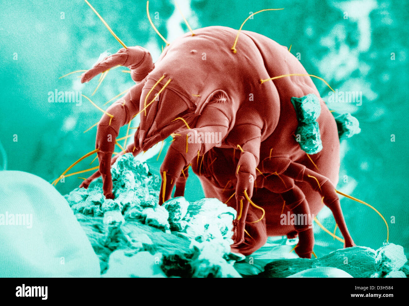 Flour mites hires stock photography and images Alamy