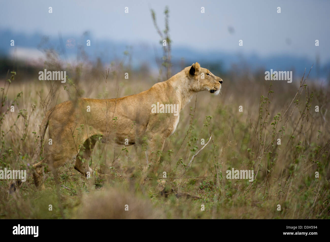 Lion (Panthero leo), Nairobi National Park, Nairobi, Kenya Stock Photo