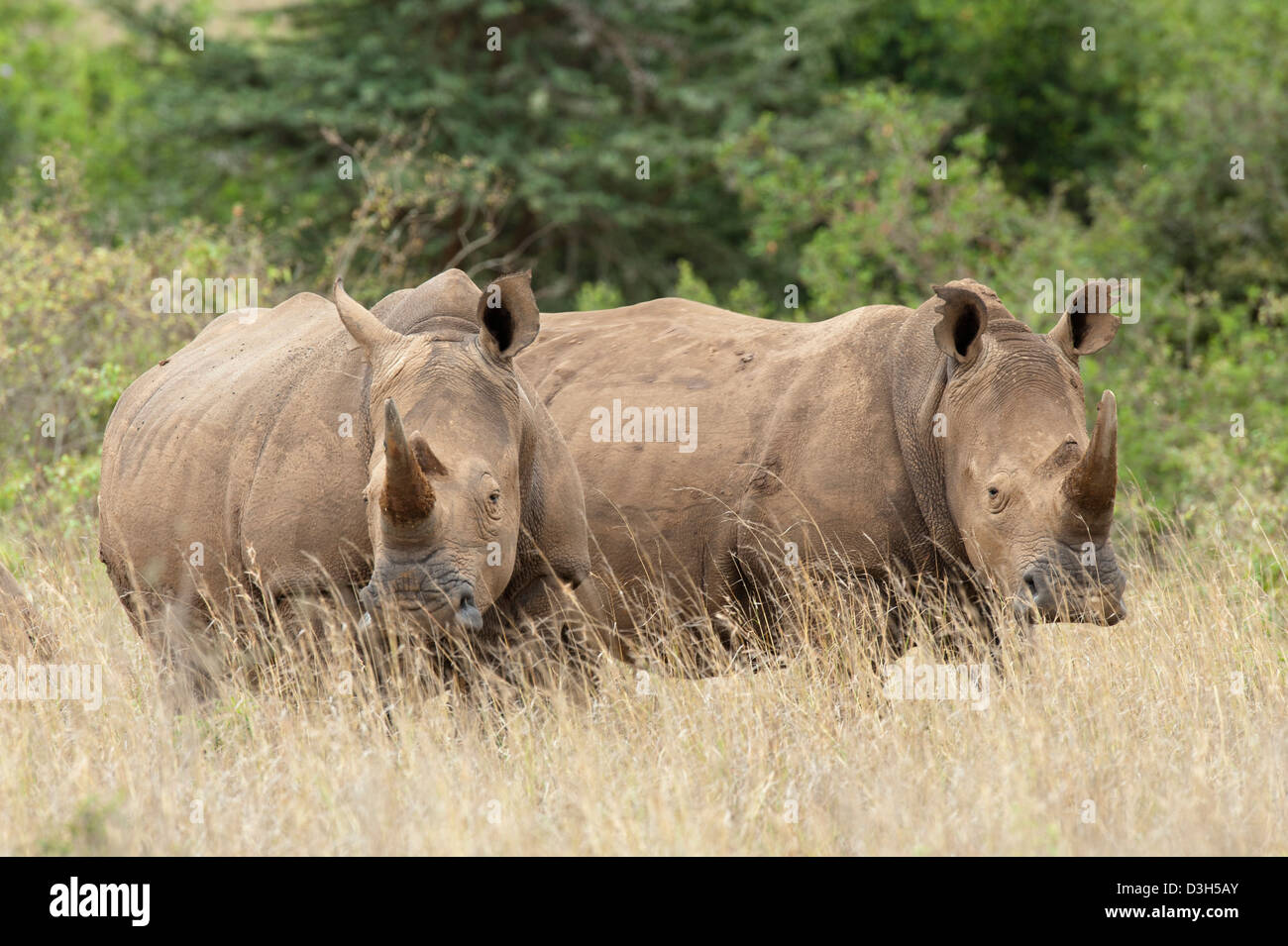 White rhinoceros (Ceratotherium simum), Nairobi National Park, Nairobi, Kenya Stock Photo