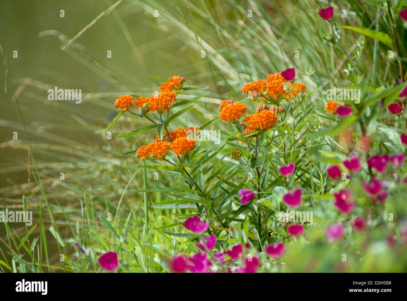 Colorful native plants in meadow with Larkspur, mallow, stokesia, coreopsis, in June Missouri Stock Photo