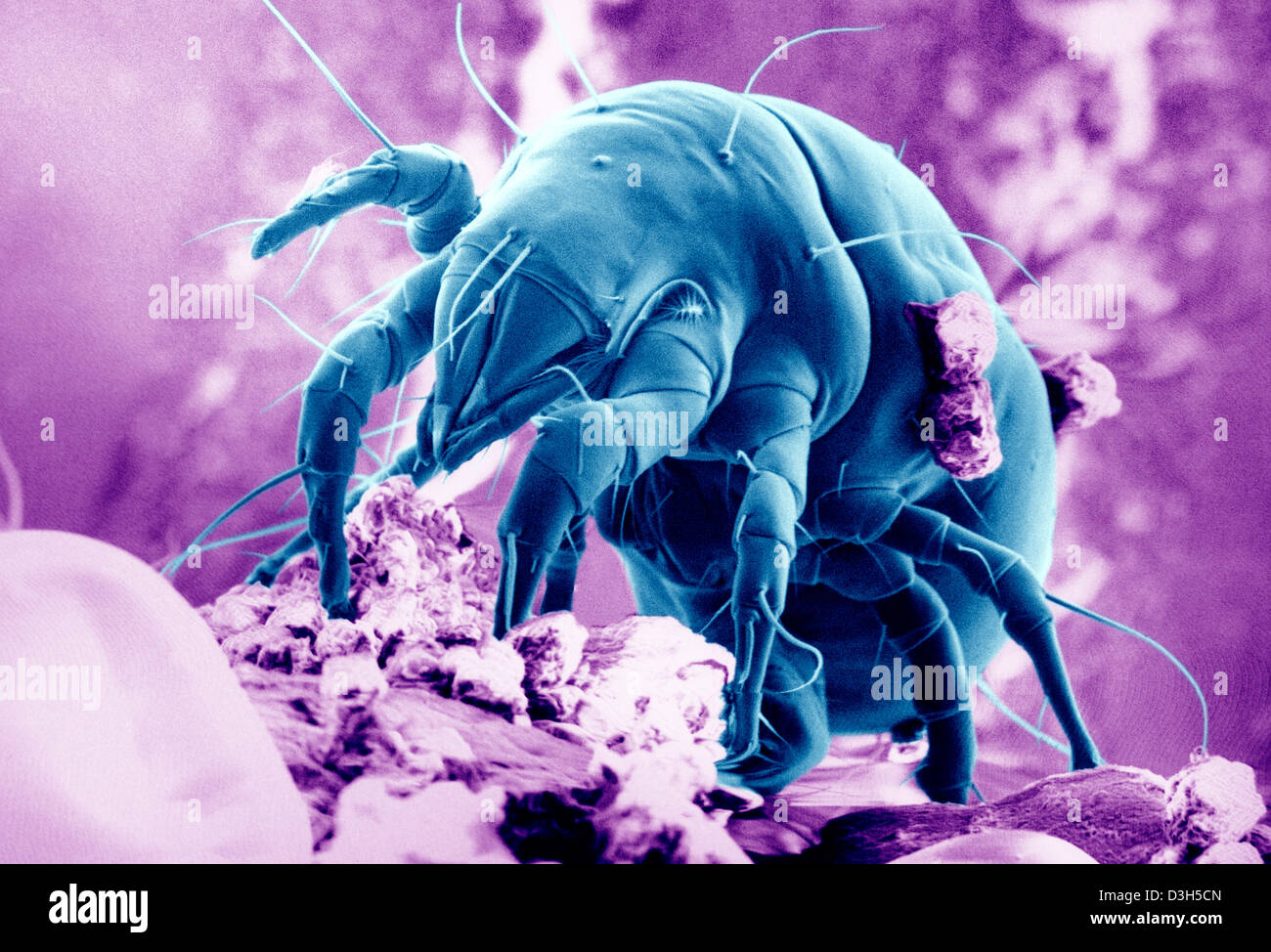 Grain mites acarus siro hires stock photography and images Alamy