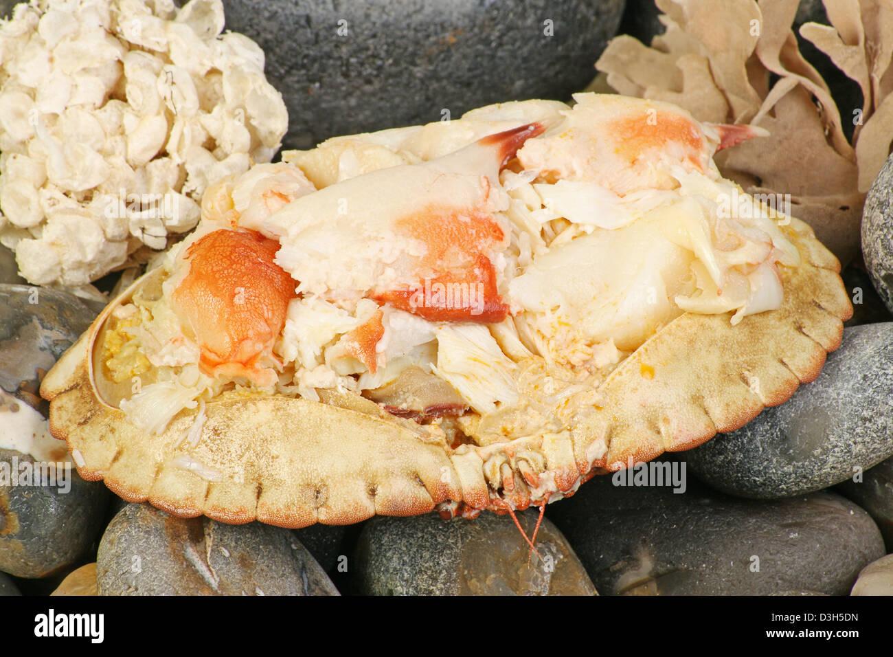 Dressed Cromer crab on beach pebbles and seaweed Stock Photo Alamy