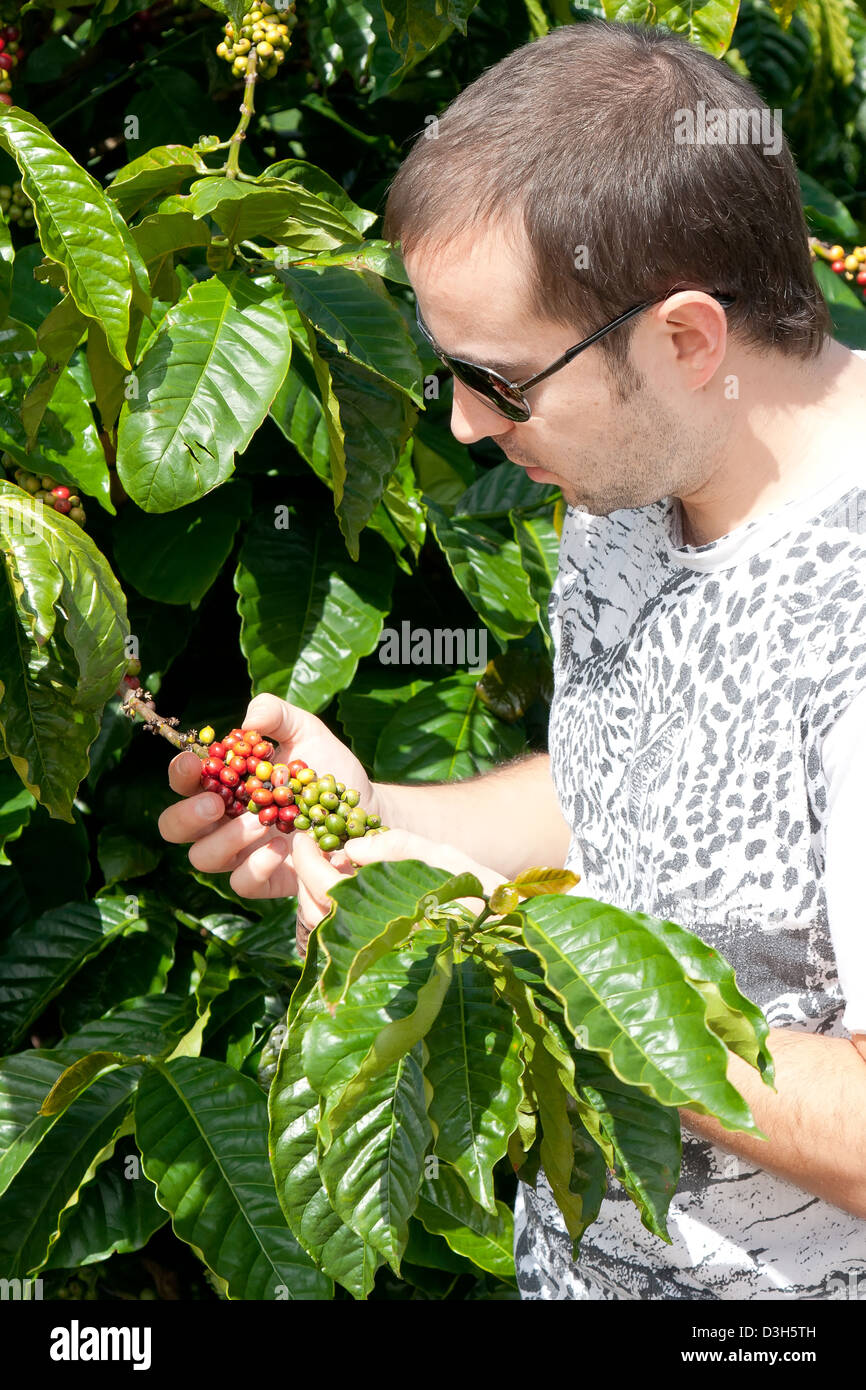 Young man examining a mature of coffee beans in sunny day Stock Photo