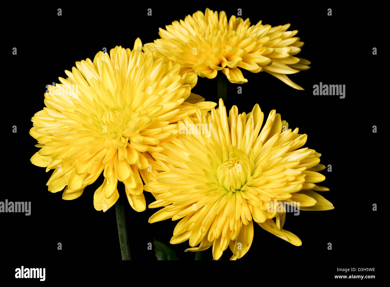 CLose up of yellow spider mum against a black background Stock Photo