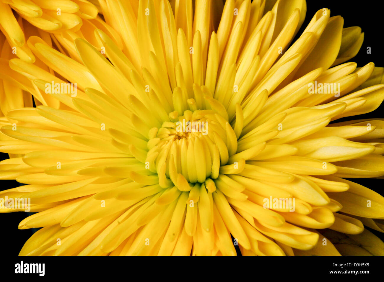 CLose up of yellow spider mum against a black background Stock Photo