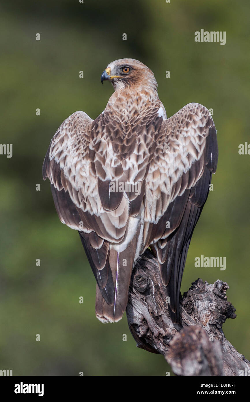 Hieraaetus Pennatus Booted Eagle High Resolution Stock Photography and ...