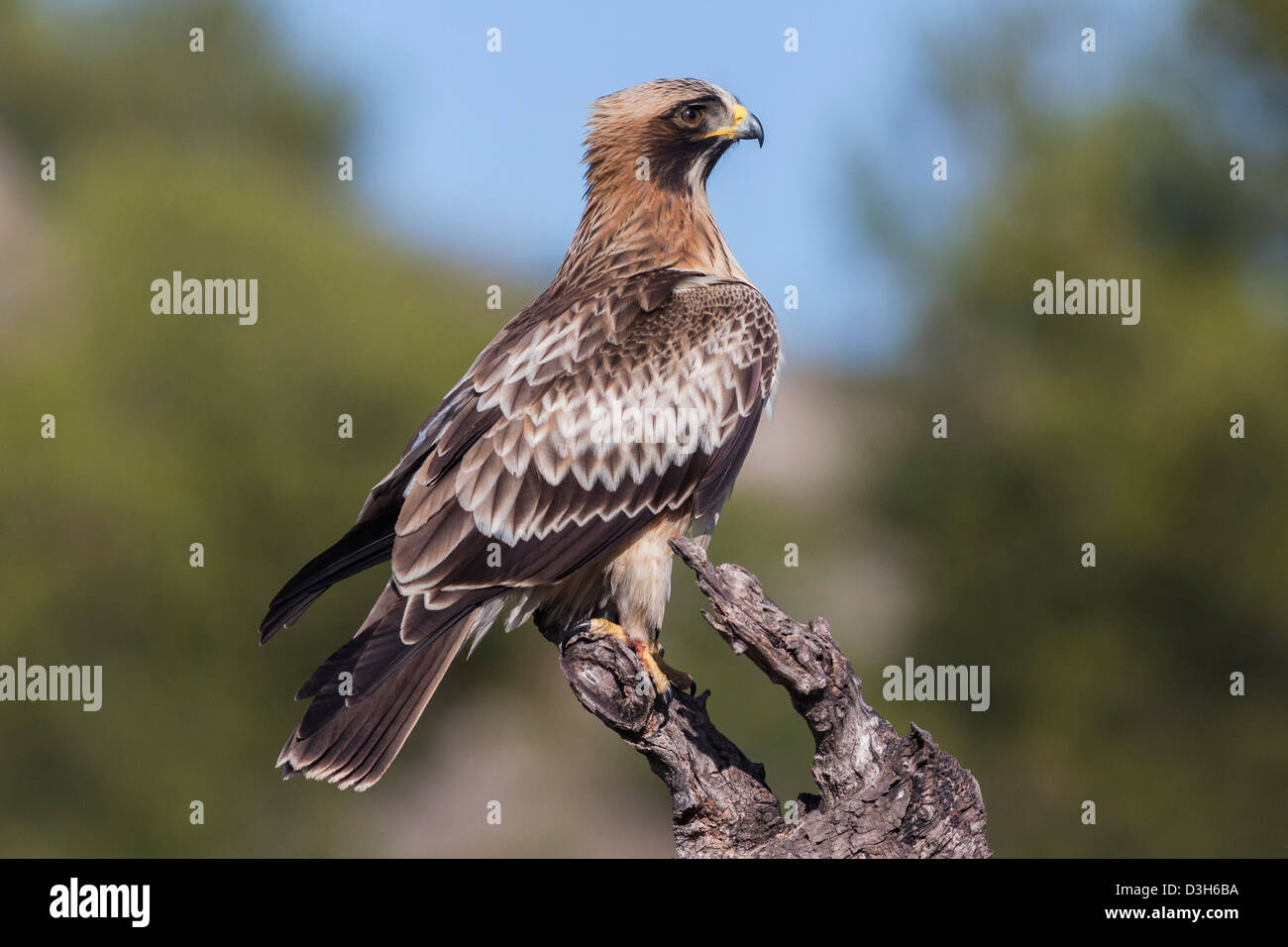 Hieraaetus Pennatus Booted Eagle High Resolution Stock Photography and ...
