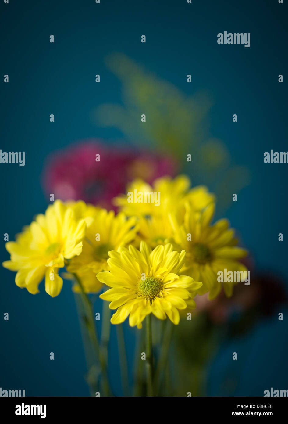 Yellow flowers macro hi-res stock photography and images - Alamy