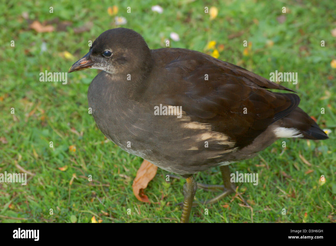 Juvenile Common Moorhen in a Park in London, England Stock Photo