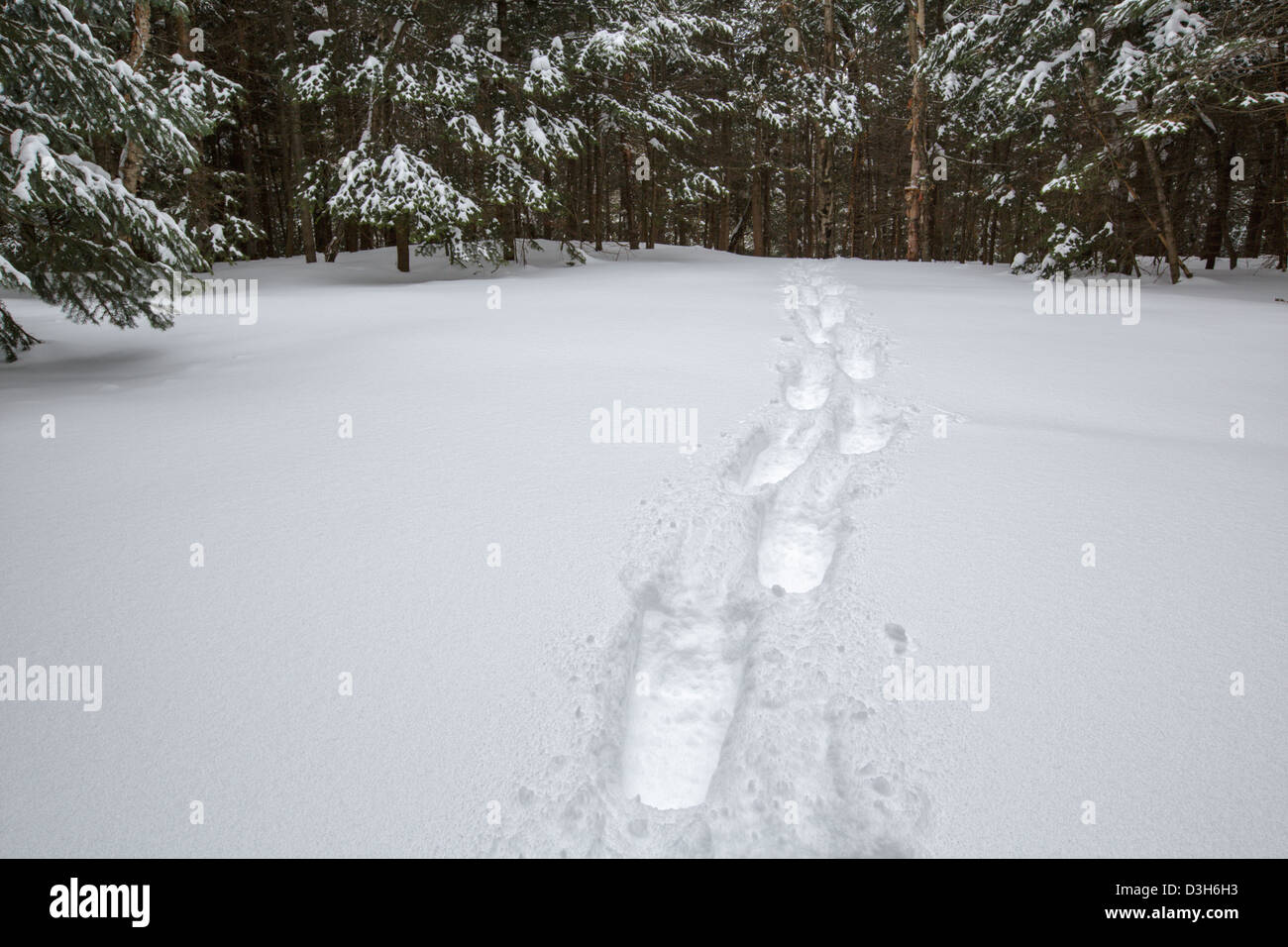 Fresh snowshoe tracks in forest after a dusting of snow in Lincoln, New