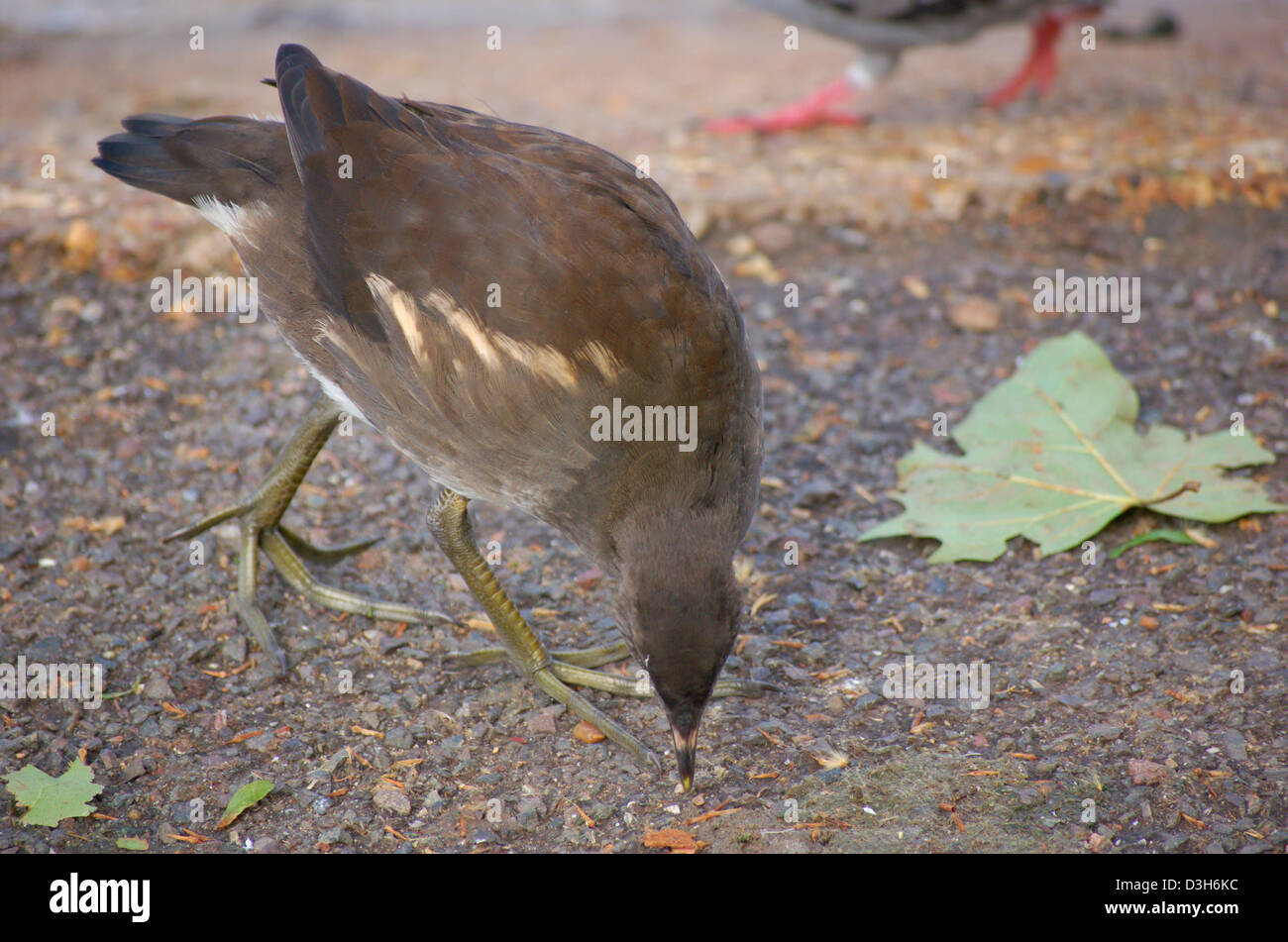 Juvenile Common Moorhen in a park in London, England Stock Photo