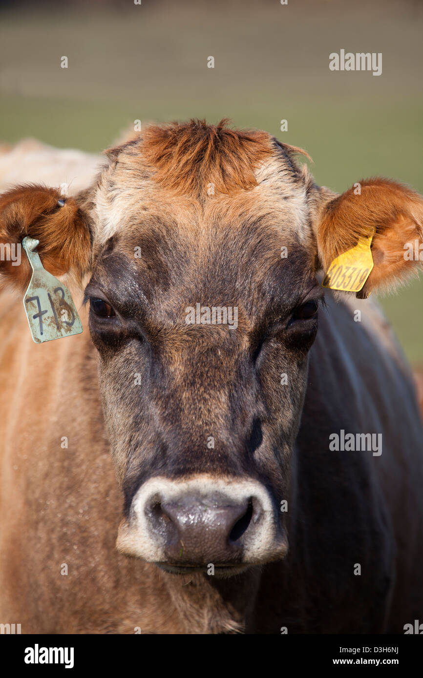 Cow with Ear Tags Stock Photo - Alamy