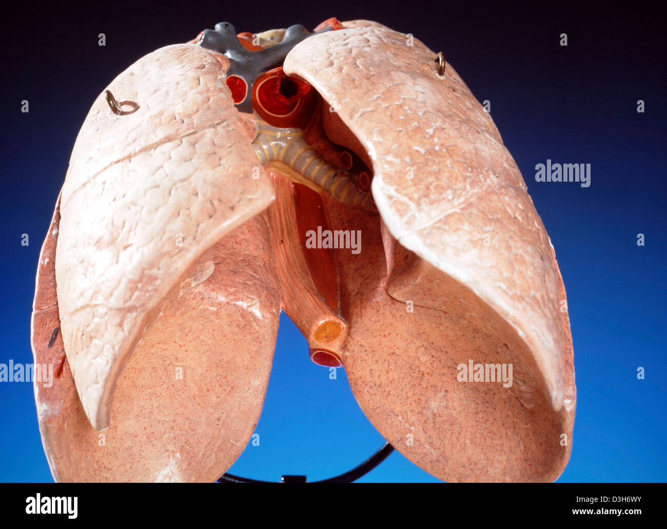 Cardiovascular anatomy hi-res stock photography and images - Alamy