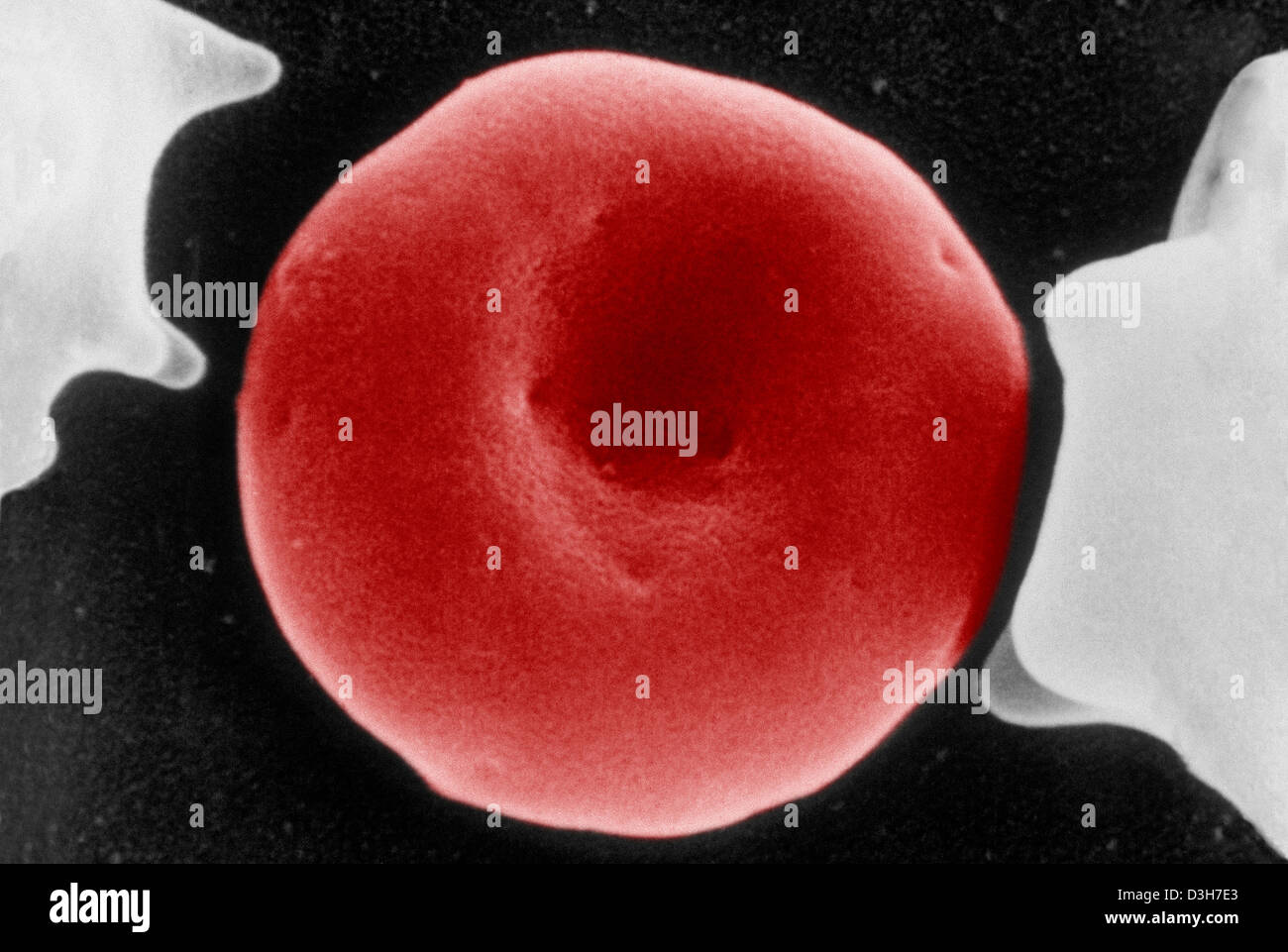 RED BLOOD CELL Stock Photo