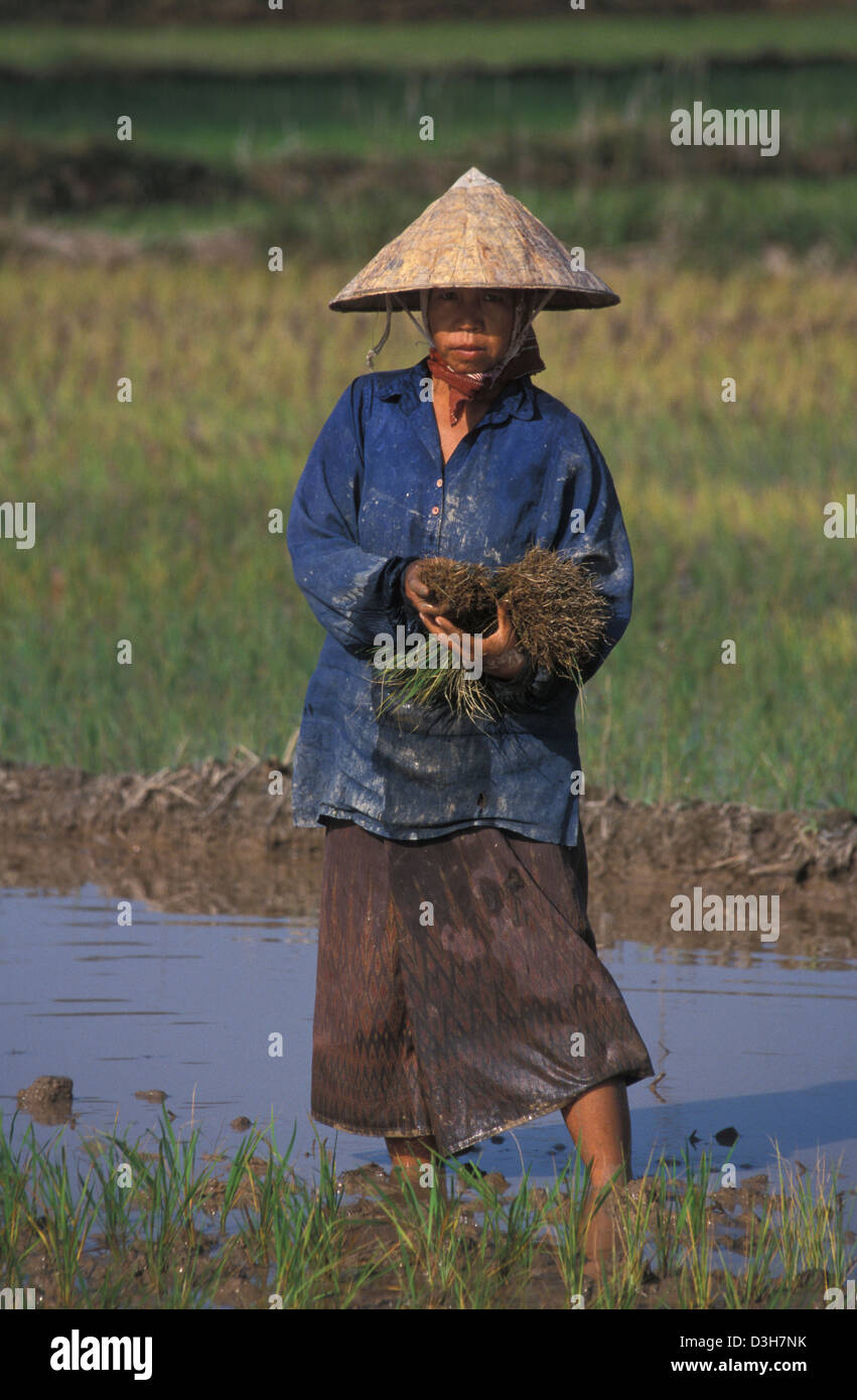 Pricking out the rice hi-res stock photography and images - Alamy