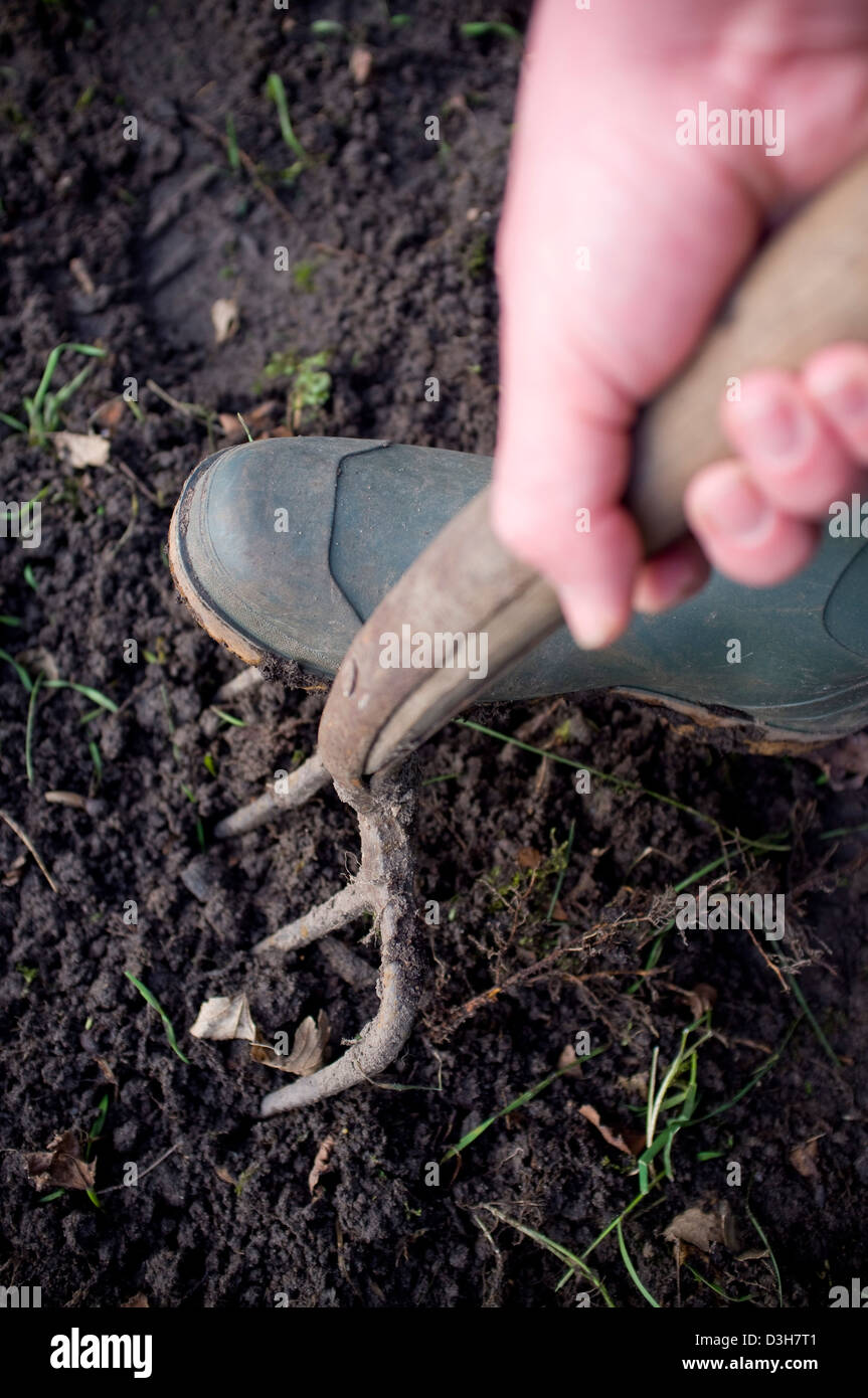 Digging and preparing the ground soil ready for planting vegetables