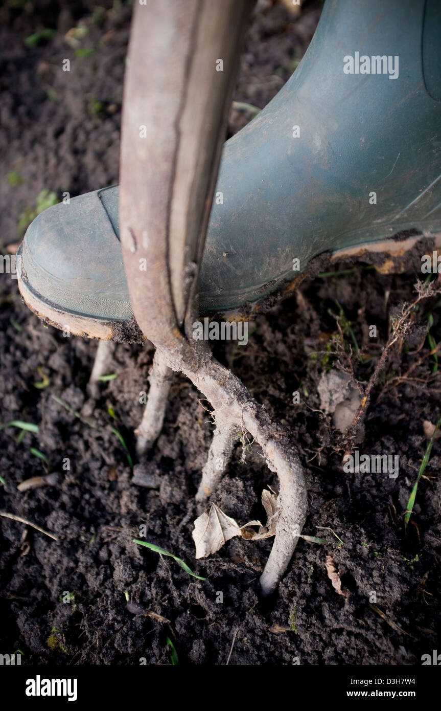 Digging and preparing the ground soil ready for planting vegetables